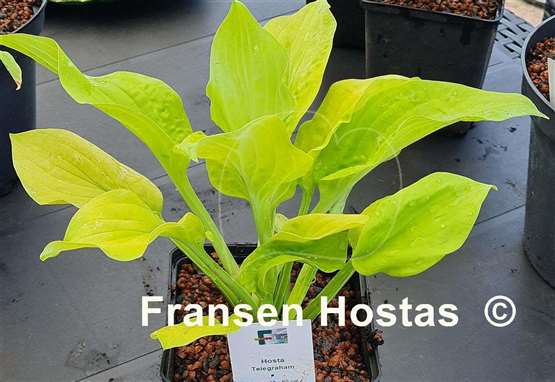 Hosta Telegraham